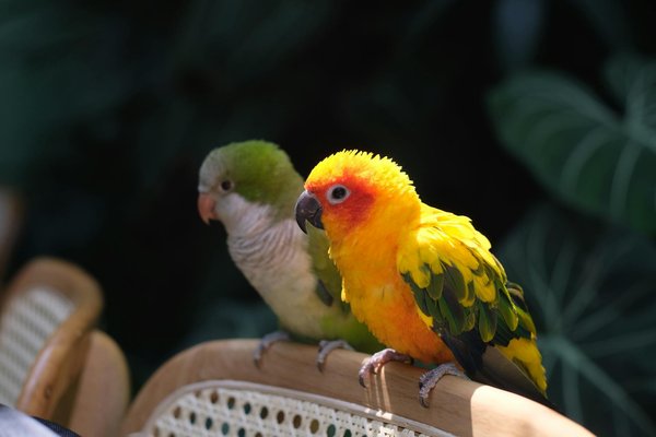 Comment prévenir le comportement de prédation chez un chien en milieu urbain ?