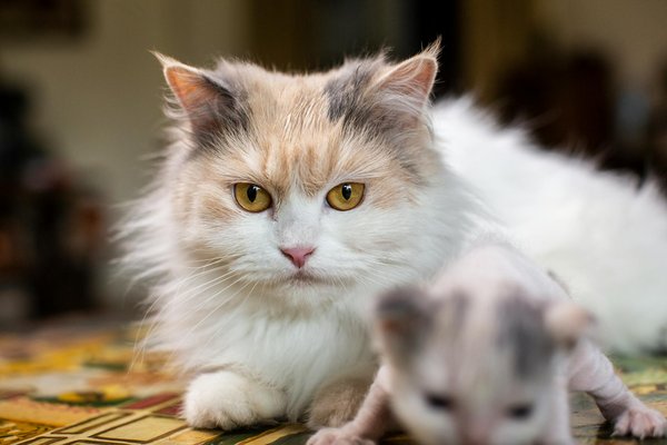 Comment avoir de l'autorité sur un chat ?