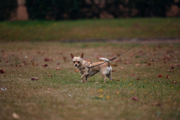 Quel est l'animal le plus spirituel ?