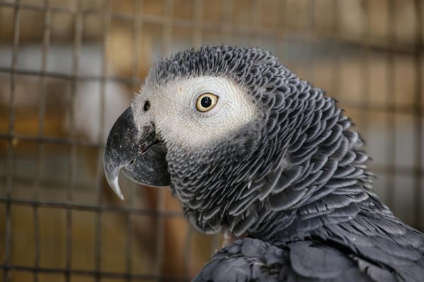 Pourquoi choisir un coussin adapté à son chien ?