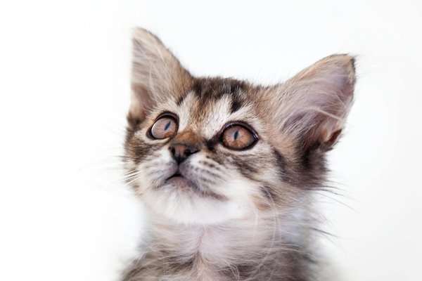 Quels sont les comportements de jeu observés chez les mammifères marins ?