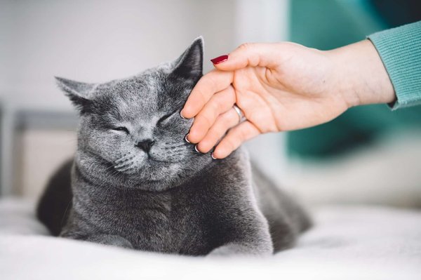 Accessoires incontournables pour gâter votre chat