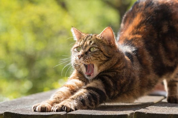 L'agressivité des chats : comment l'apaiser ?