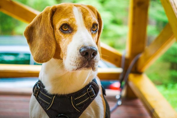 Quels sont les accessoires à avoir pour la promenade de votre chien ?