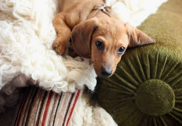 Comment bien choisir une assurance chien ?