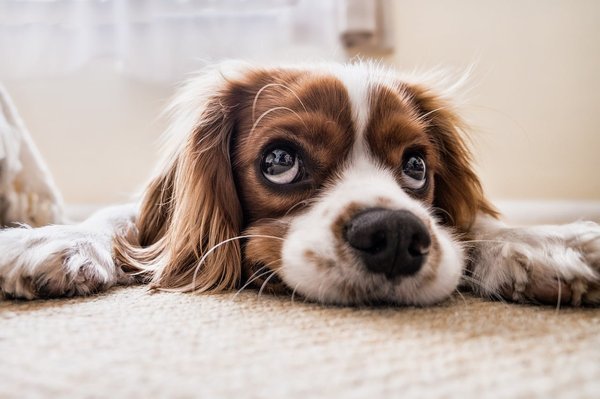 Comment identifier et traiter les allergies chez les chiens ?