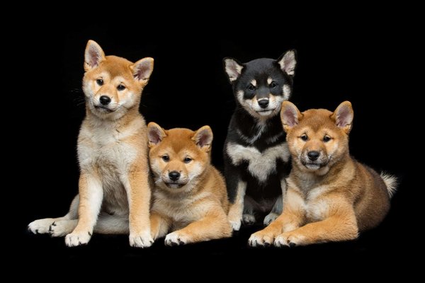 L'histoire fascinante du shiba inu : origines et évolution de la race